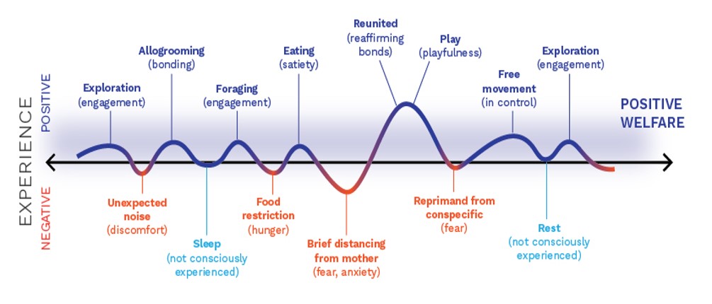 moving-to-the-five-domains-model-for-assessing-animal-welfare